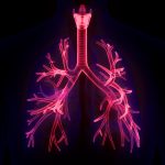 Human Respiratory System Lungs Anatomy, pulmonology, graphic illustration