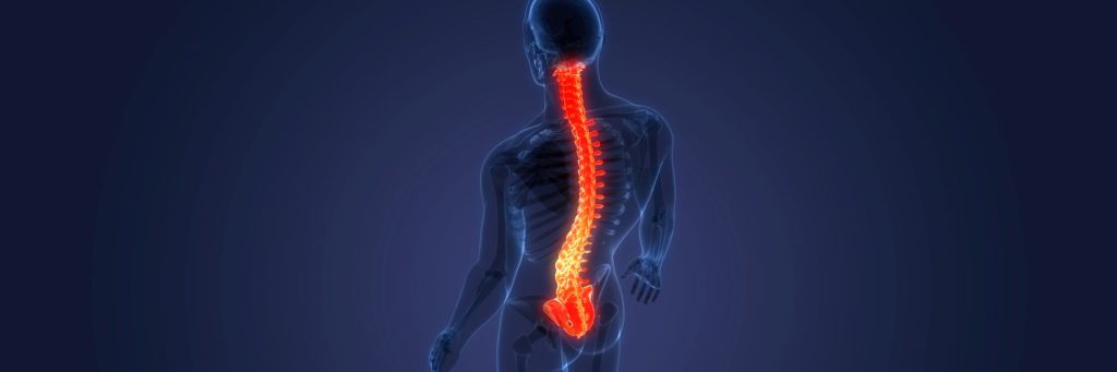 Spinal Cord Vertebral Column of Human Skeleton System Anatomy, graphic image