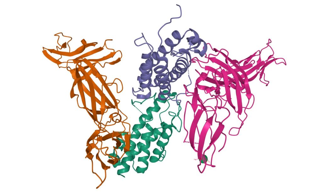 Structure of human interleukin-23, cytokine, antigen IL-23, dermatology, graphic illustration