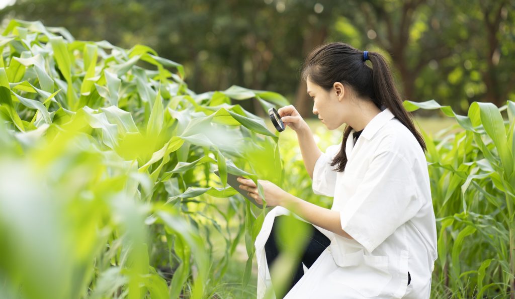 Biotechnology asian woman engineer examining plant leaf for disease, biotech, research, photo
