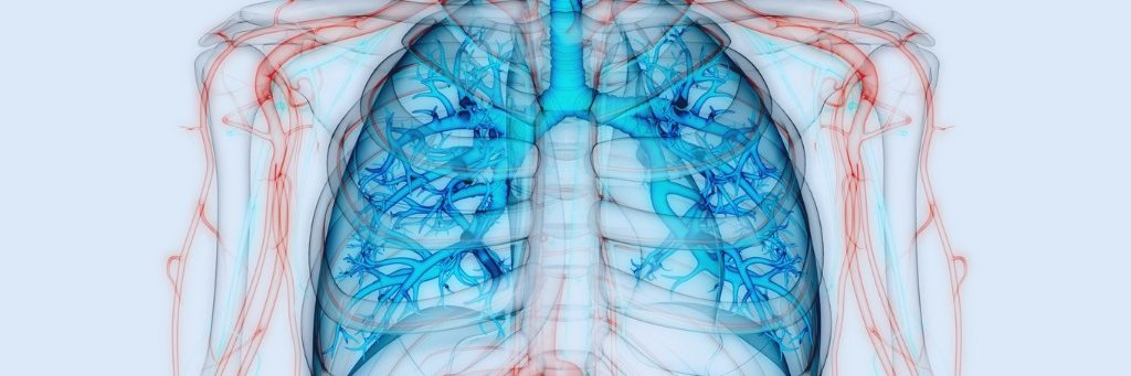Respiratory system anatomy, pulmonology, illustration