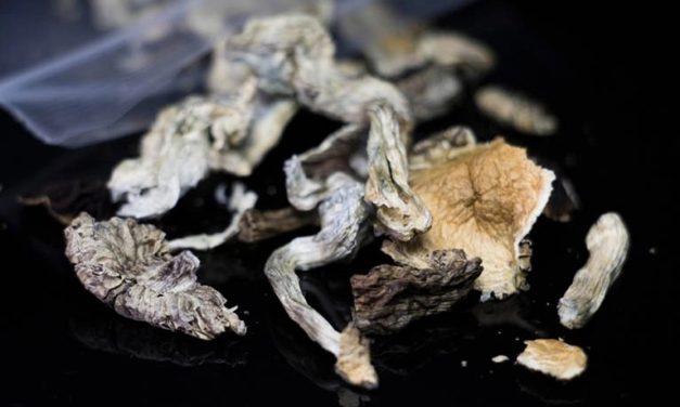 Police Seizures of Psilocybin-Containing Mushrooms Recently Increased