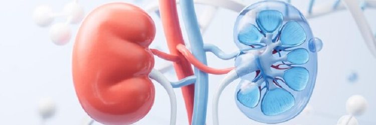 Kidney-biological-concept-background-3d-rendering-3d-illustration