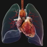 Lung Function and Cardiovascular
