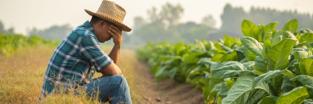 Fail, unsuccessful or very tired farmer concept. Asian farmer is working in the field of tobacco tree, sitting and feeling bad, sick and headache, depression, rural