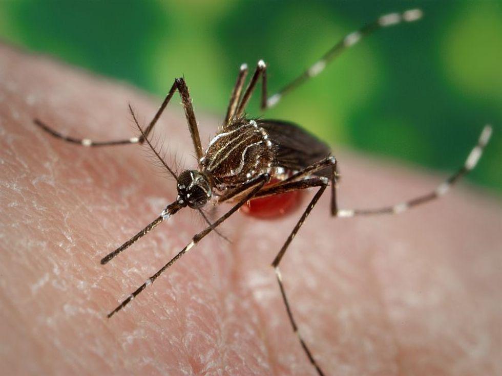 Puerto Rico Declares Dengue Epidemic as Cases Climb