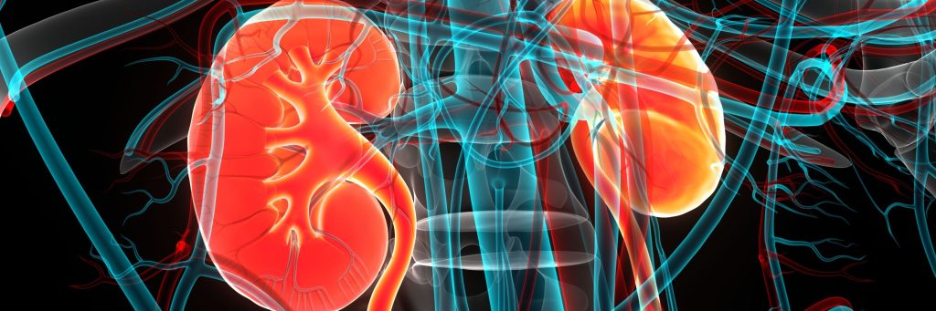 3D Illustration Concept of Human Urinary System Kidneys Anatomy