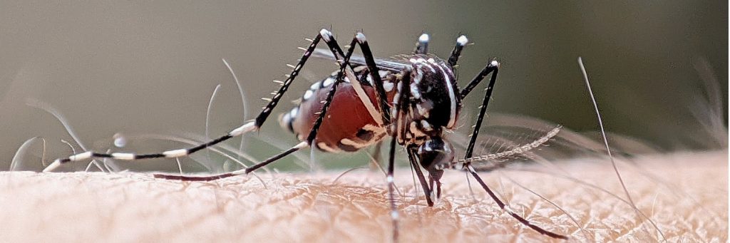 dengue, A mosquito is sucking blood, by piercing its proboscis mouth into the skin, yellow fever