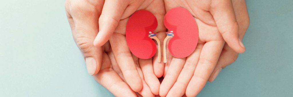 kidney donor, Adult and child holding kidney shaped paper, world kidney day, National Organ Donor Day, charity donation concept