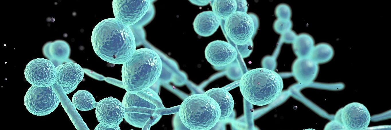 Assessing Antifungal DES in Candida Infections: A Clinical Evaluation
