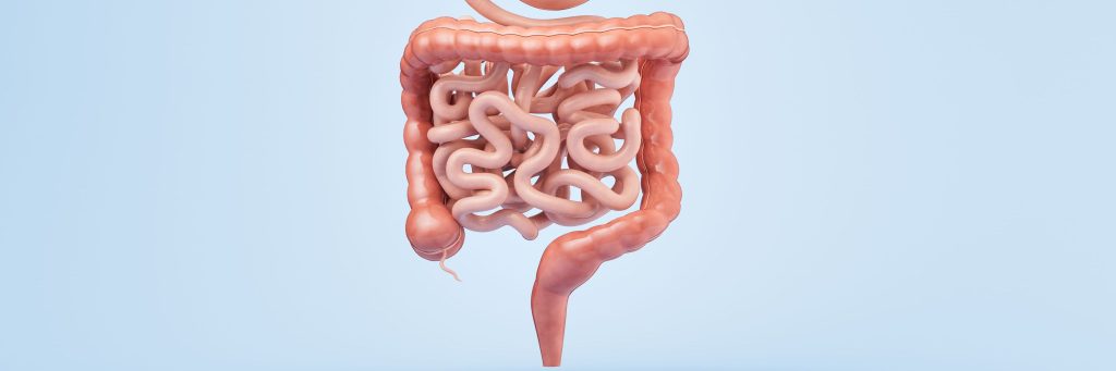 Stomach and intestinal tract, 3d rendering, large intestine, colon, small intestine