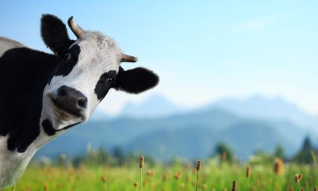 USDA Testing Beef for H5N1 Amid Current Outbreak in Dairy Cows