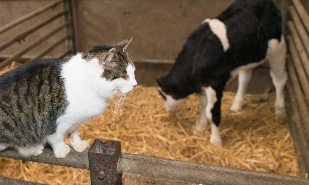More Than Half of Cats on Farm Where Bird Flu Infected Cows Died After Drinking Milk