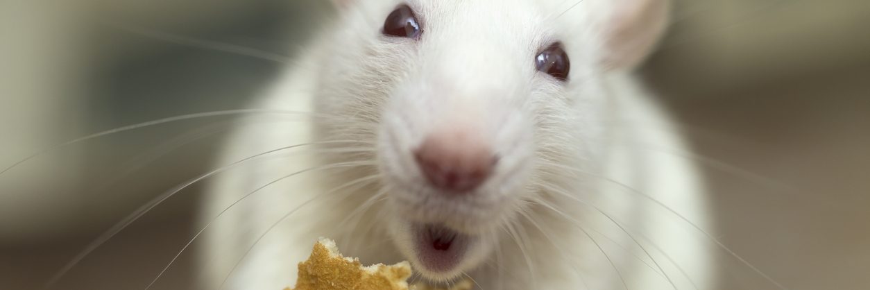 White domestic rat eating bread. Pet animal at home. rat snacking