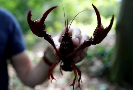 Berlin responds to crayfish plague: If you can’t beat them, eat them