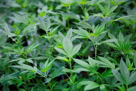 Britain to legalize medicinal use of cannabis
