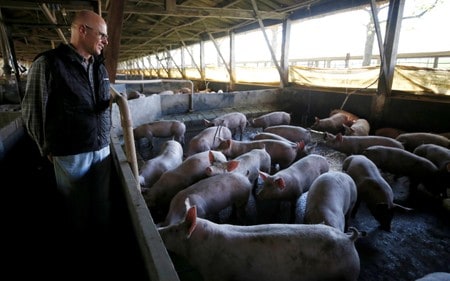 Study finds antibiotic-resistant bacteria in Brazil pork