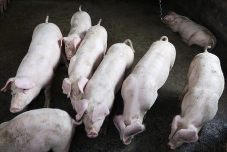 China says battling swine fever is ‘complex and challenging’