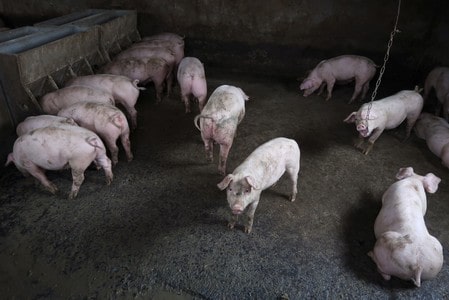 China’s pig fever outbreak a boon for chicken farmers