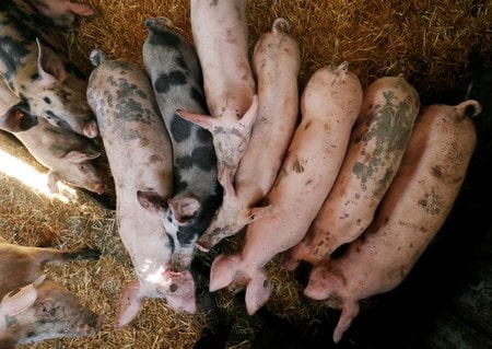 Fearful of swine fever, France plans fence on Belgian border