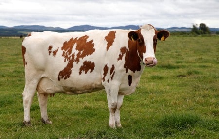 Scottish government identifies case of mad cow disease
