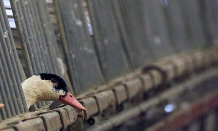 French foie gras makers say they are ready if bird flu returns