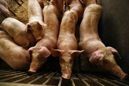 U.S. blocks pork from Poland over African swine fever