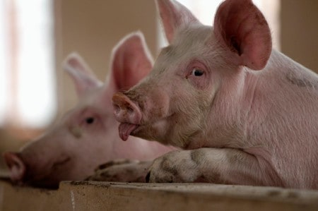 China blames feeding kitchen waste to pigs for African swine fever spread
