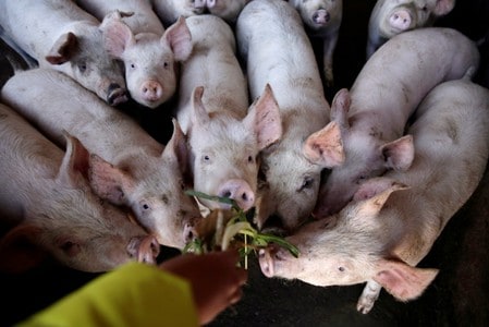 China’s pig herd to recover in 2020 after African swine fever devastation: official