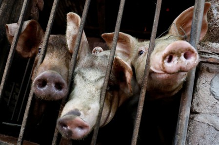 Vietnam says African swine fever outbreak slows, urges farmers to rebuild herds