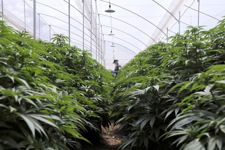 Brazil approves medical marijuana rules, blocks cannabis cultivation