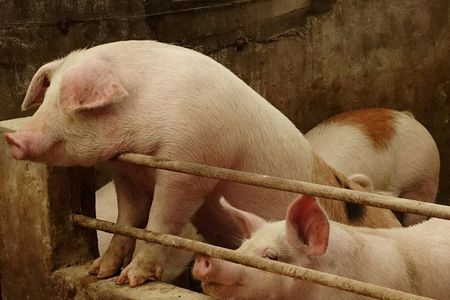 China bans imports of pigs from Indonesia due to African swine fever