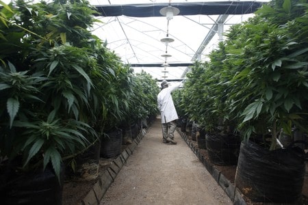 Israel cabinet expected to approve medical cannabis exports