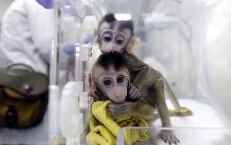 China clones gene-edited monkeys for sleep disorder research