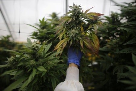 Thailand to revoke foreign patent requests on marijuana