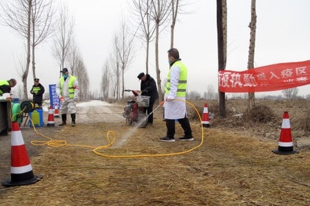 Piles of pigs: Swine fever outbreaks go unreported in rural China