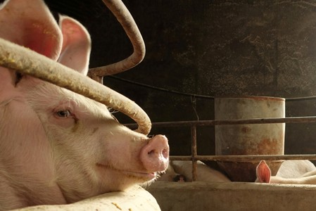 China urges subsidies to help disease-hit pig farms restock