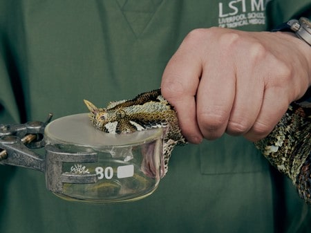 ‘Hidden health crisis’ of snakebites gets $100 million funding injection