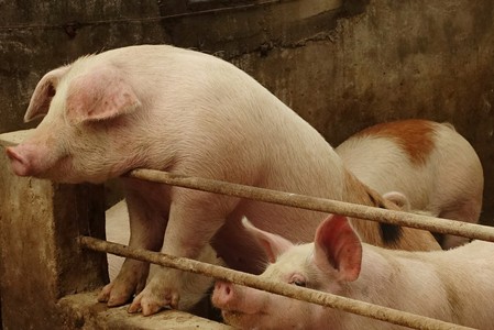 U.S. to begin testing sick, dead pigs for fatal hog virus ravaging China
