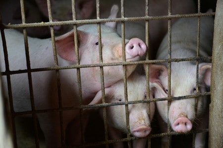 China says making progress on African swine fever vaccine