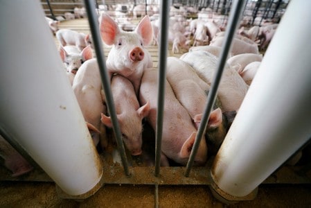 U.S. pork lobby says regulatory changes needed after Trump biotech order