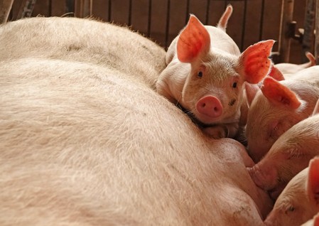 Cargill shuts animal-feed mills in China as fatal hog disease spreads