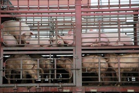 China to investigate local authorities’ efforts to control African swine fever