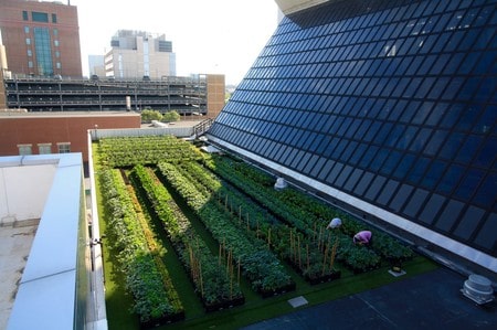 A Boston hospital with a farm on its roof seeks to inspire others
