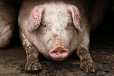 Bulgaria has failed to halt spread of African swine fever in threat to pig industry