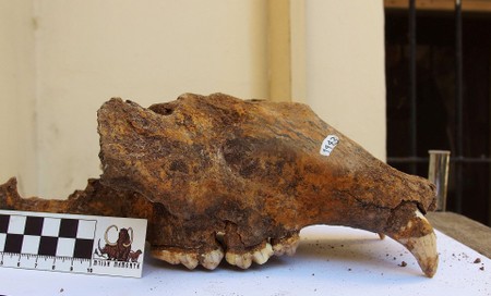 Genetic study implicates humans in demise of prehistoric cave bear