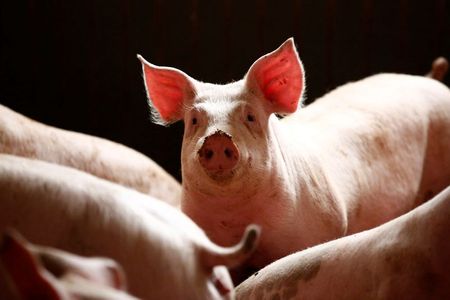Germany concerned about swine fever cases in nearby Poland