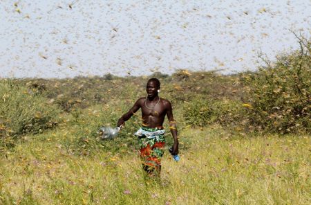 Locust plague devastates crops in Horn of Africa