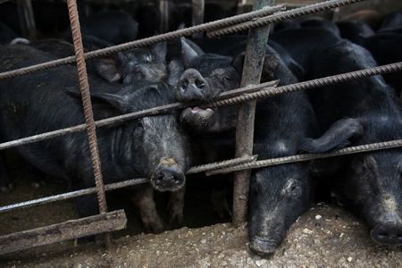Greece reports first case of African swine fever