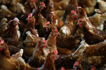 Dutch order poultry to be kept indoors after German bird flu outbreak